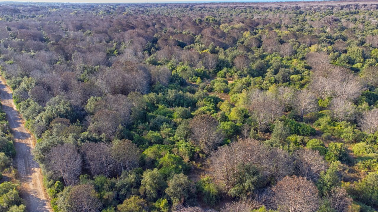 Fragili come i pini: il destino della natura e dell�Uomo